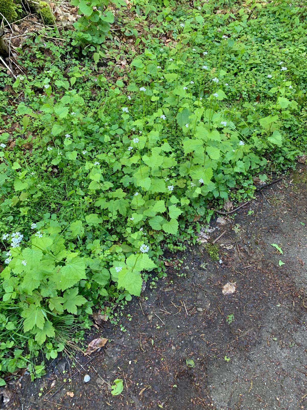 IMG-20240423-WA0013